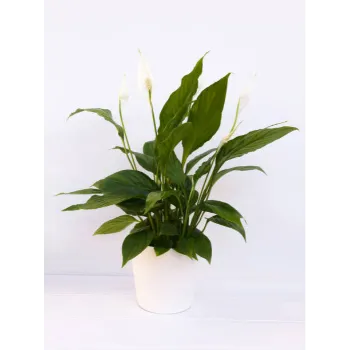 Natural Lilium Plant